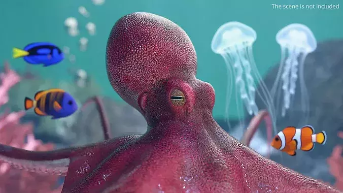 Octopus Vulgaris Rigged for Blender 3D model 5
