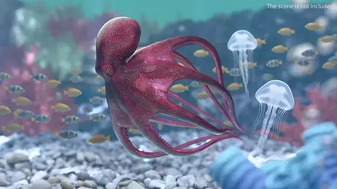 Octopus Vulgaris Rigged for Blender 3D model 4