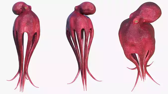 Octopus Vulgaris Rigged for Blender 3D model 6