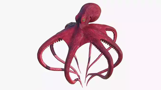 Octopus Vulgaris Rigged for Blender 3D model 2