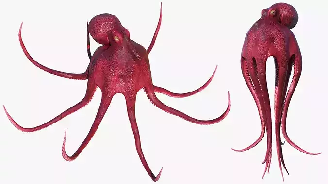 Octopus Vulgaris Rigged for Blender 3D model
