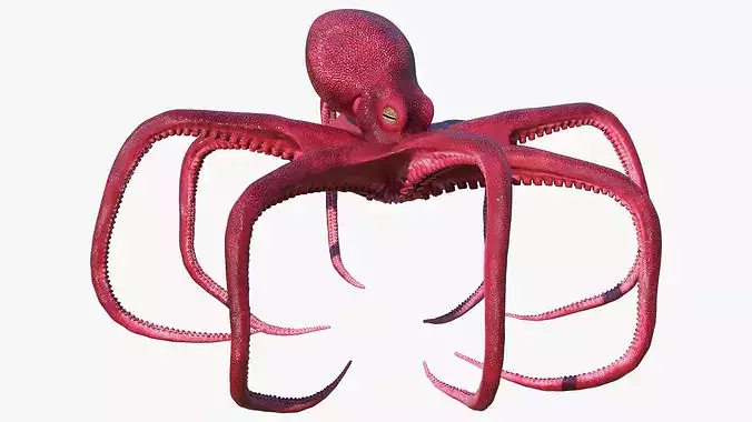 Octopus Vulgaris Rigged for Blender 3D model 7