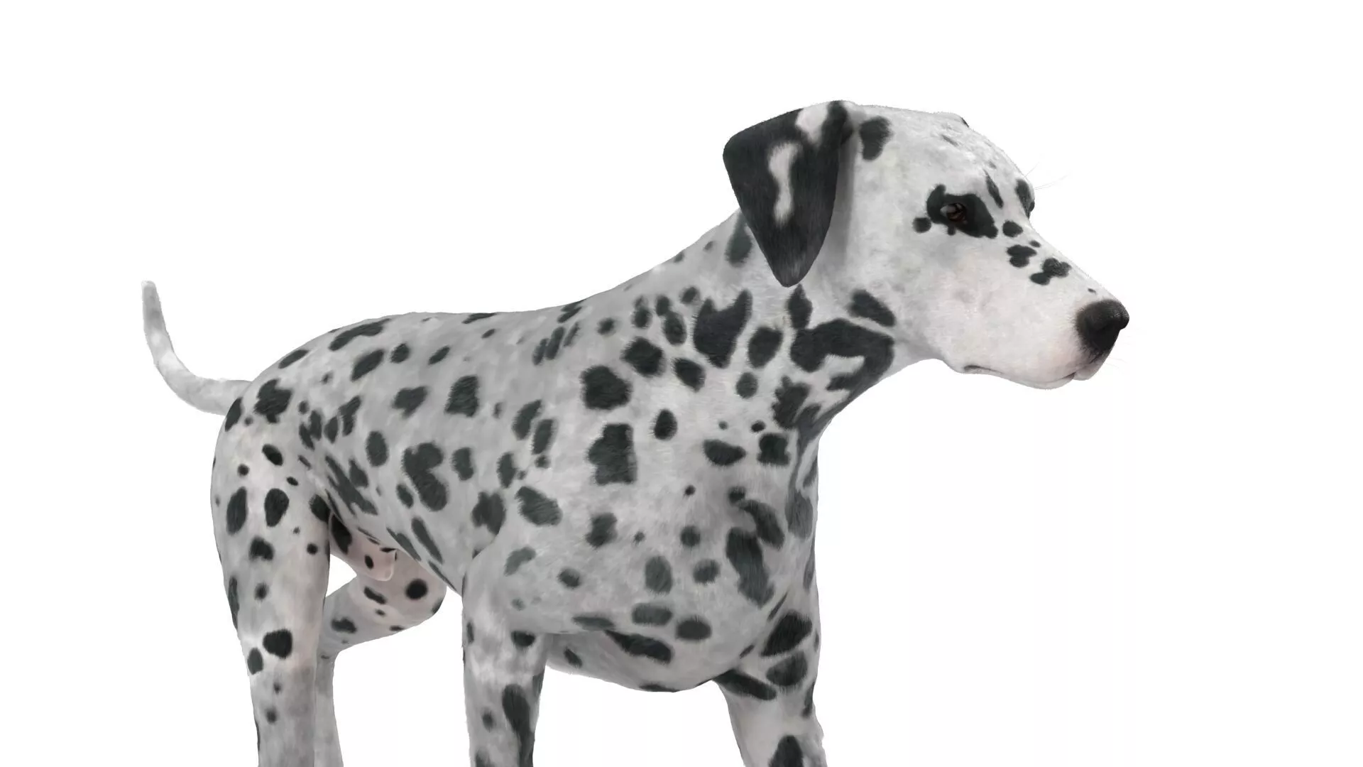 Pedigree Dalmatian Dog Walking Animated Fur Rigged For Blender 3D model