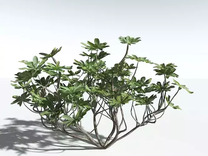 EVERYPlant Tree Heliotrope LowPoly