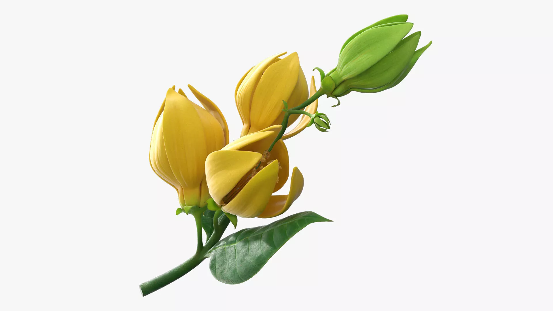 Ylang Ylang Flower Branch with Buds Yellow Fur 3D model