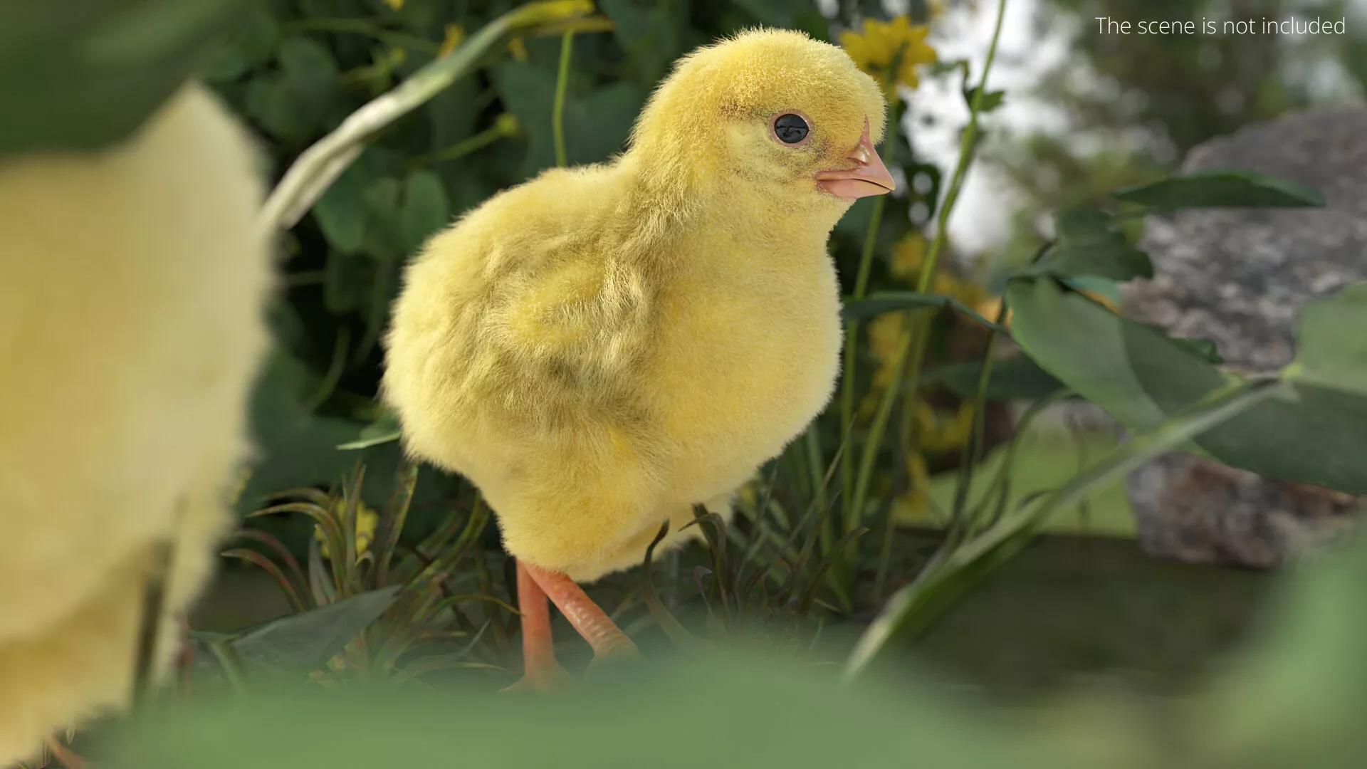 Baby Chicken Farm Walking Animated Fur Rigged For Blender 3D model