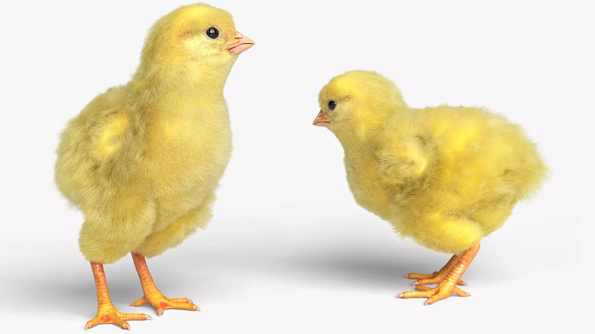 Newborn Chick Domestic Idle Animated Fur Rigged For Blender 3D model
