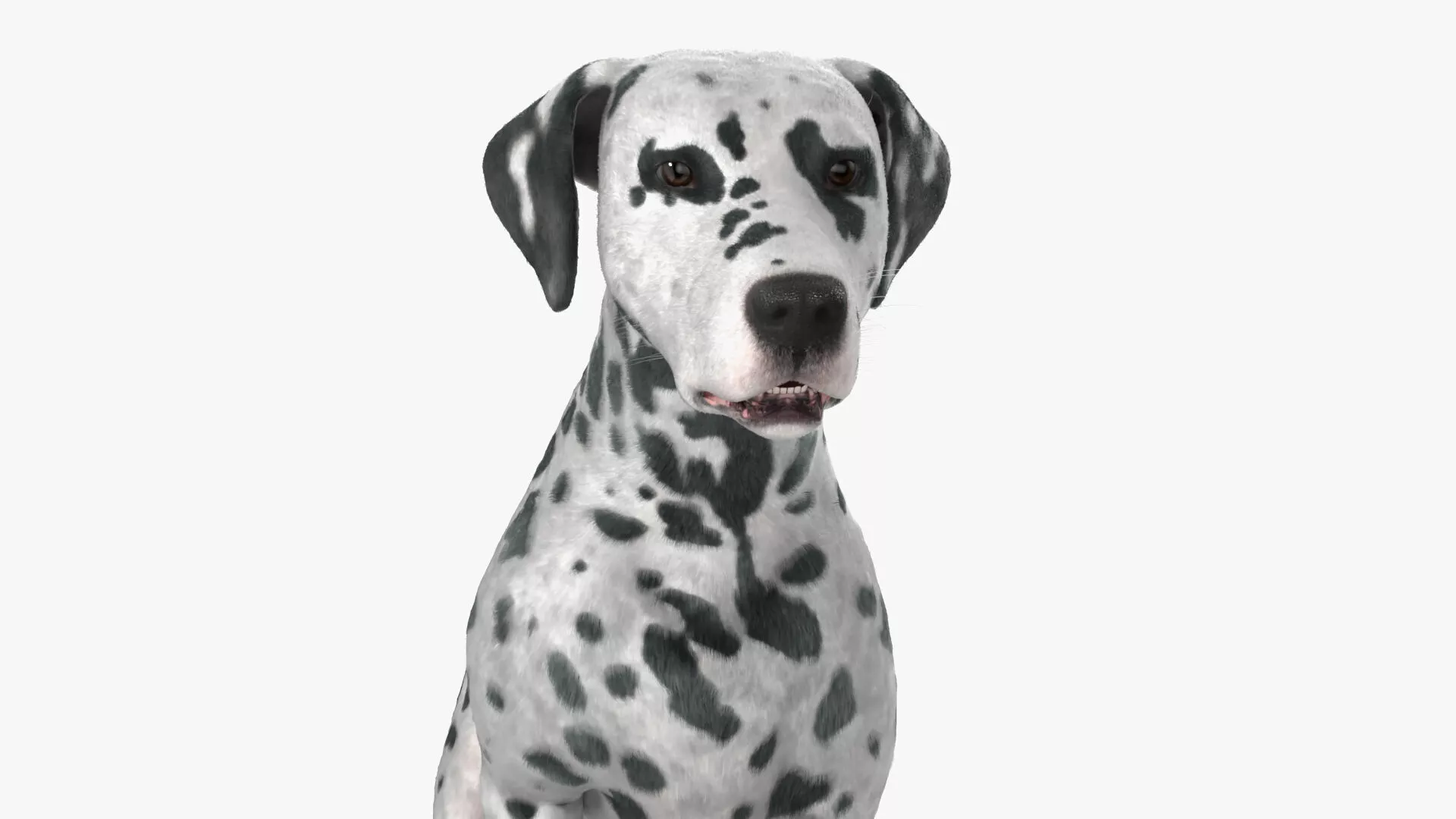 Spotted Dalmatian Dog Running Animated Fur Rigged For Blender 3D model