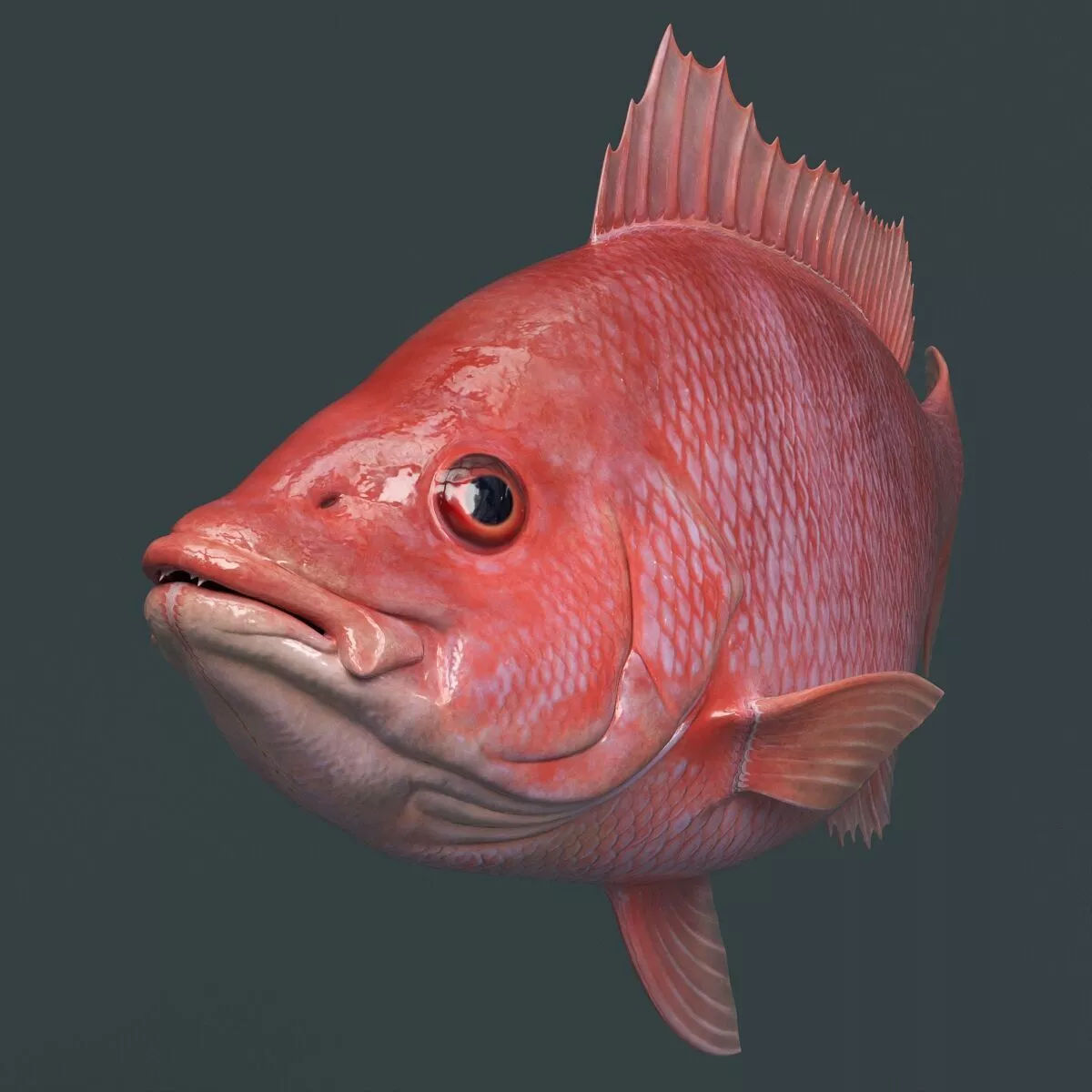 Campeche Red Snapper Rigged For Maya 3D model