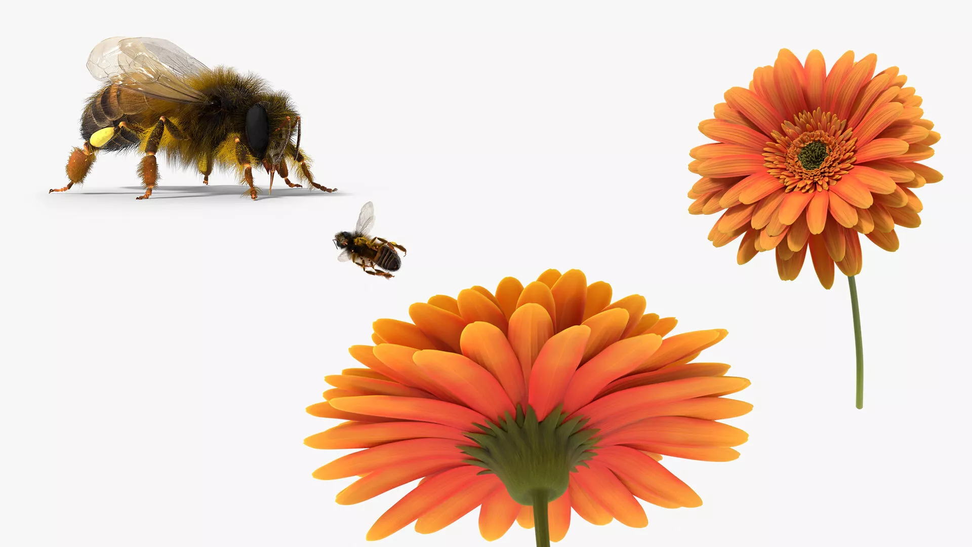 Honey Bee Fur Rigged For Blender Animated Set 3D model