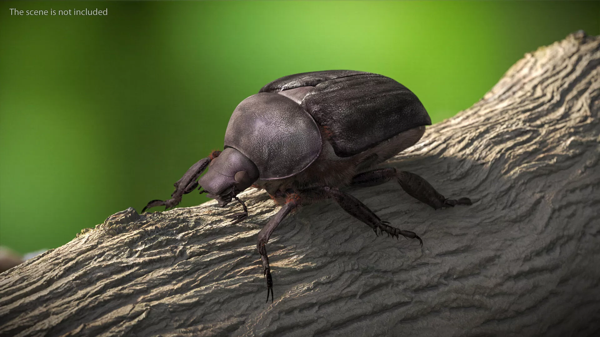 Scarab Beetle Black Fur 3D model