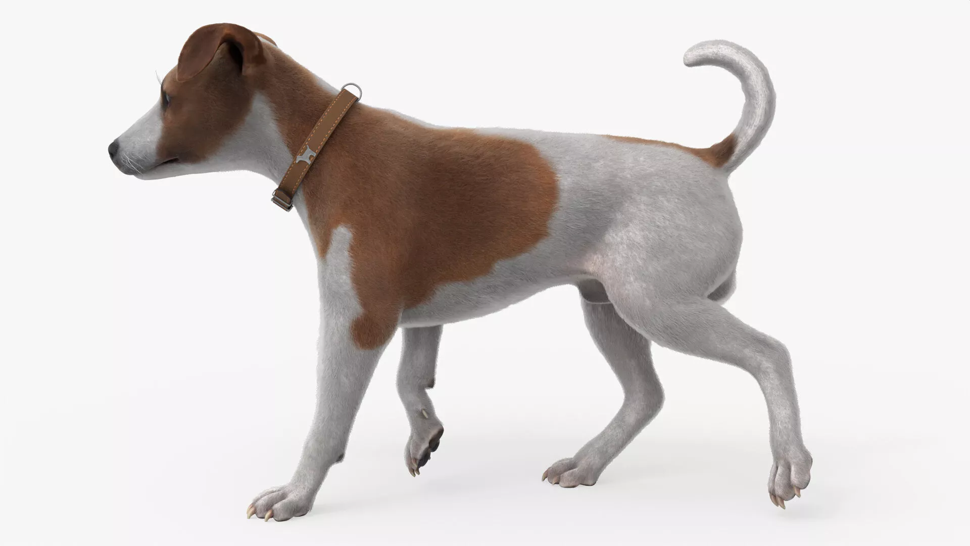 Small Jack Russell Dog Idle Animated Fur Rigged For Blender 3D model
