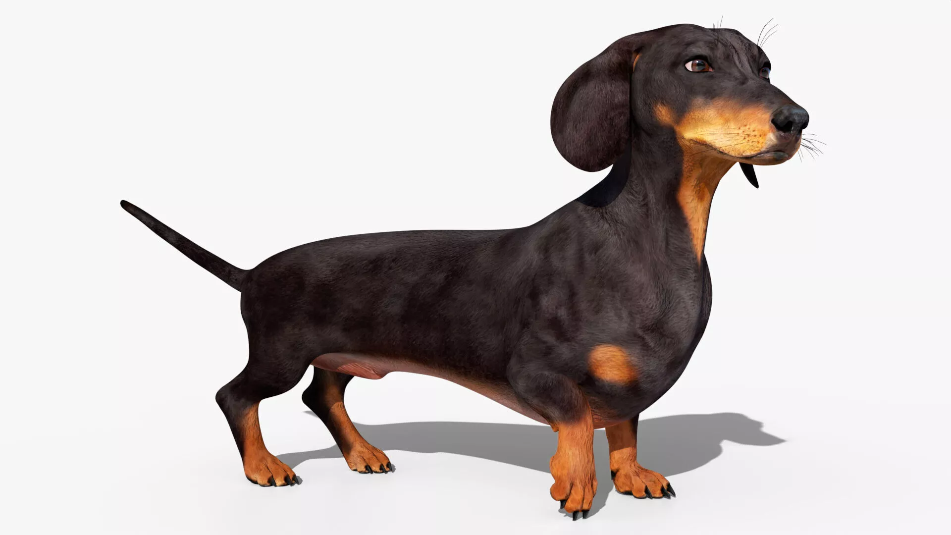 Running Dachshund Dog Animated Rigged for Blender 3D model