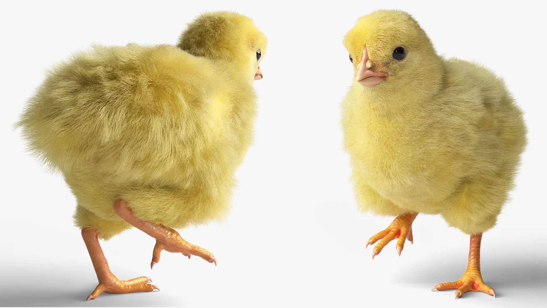 Baby Chick Fur Rigged For Blender 3D model