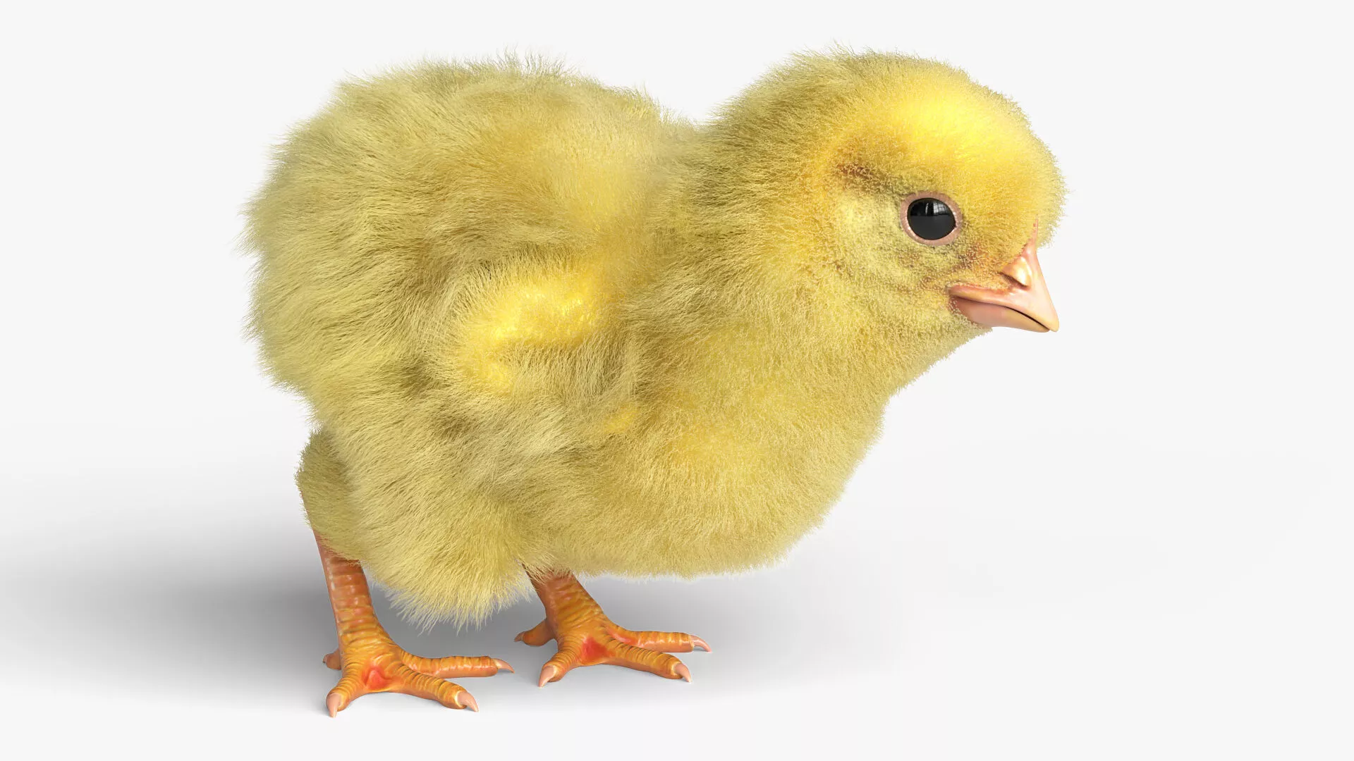 Young Chicken Farm Eating Animated Fur Rigged For Blender 3D model