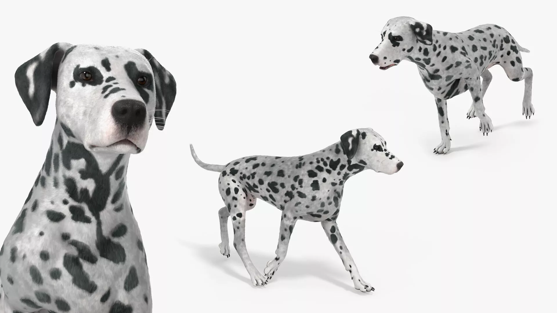 Dalmatian Dog Fur Rigged For Blender Animated Set 3D model
