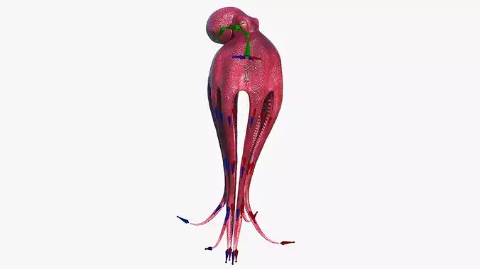 Octopus Vulgaris Animated Rigged for Blender 3D model 4