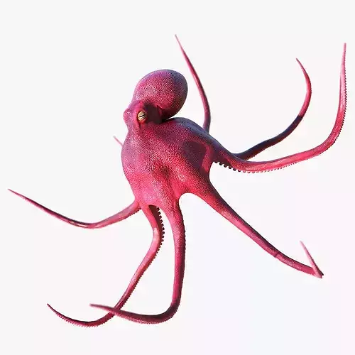 Octopus Vulgaris Animated Rigged for Blender 3D model 2
