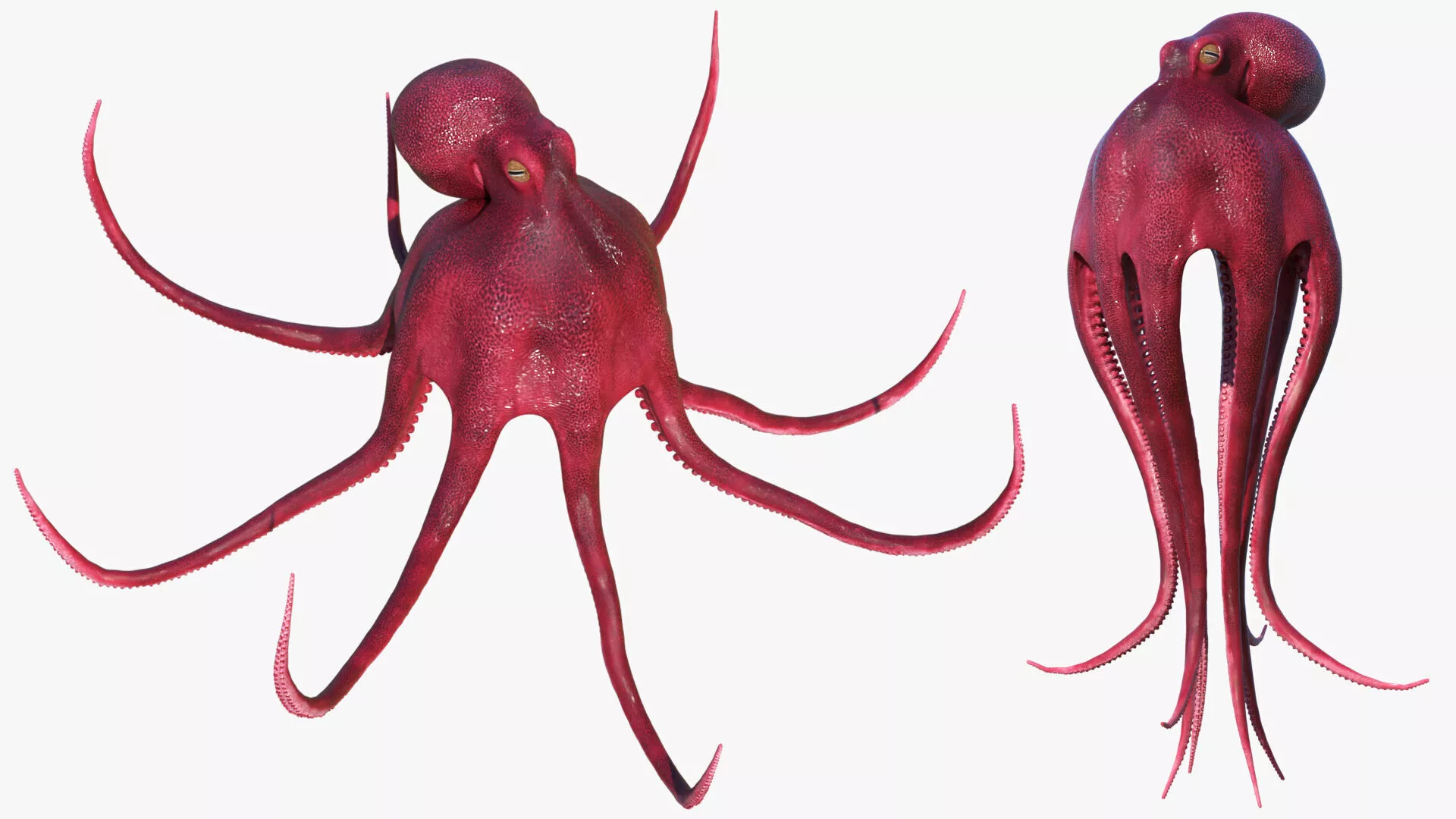 Octopus Vulgaris Animated Rigged for Blender 3D model