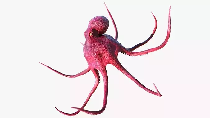 Octopus Vulgaris Animated Rigged for Blender 3D model 3