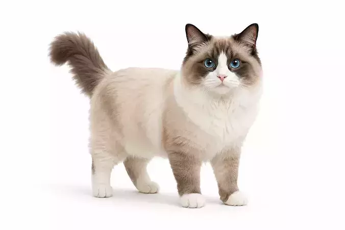 Ragdoll Cat Standing Pet Animal 002