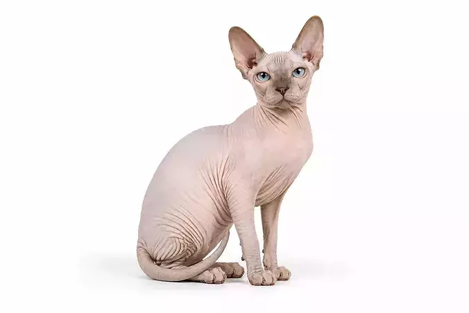 Sphynx Cat Hairless Pet Animal