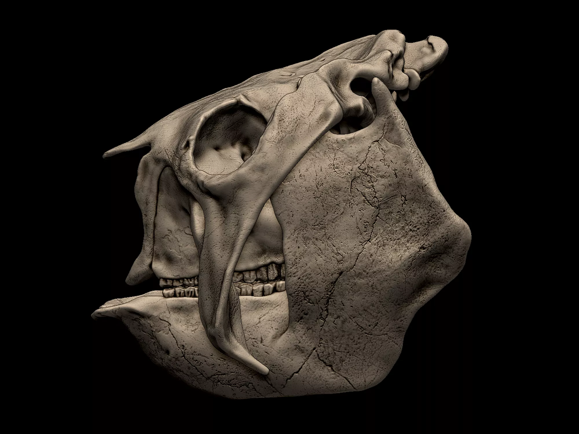 Glyptodon Skull 3D print model
