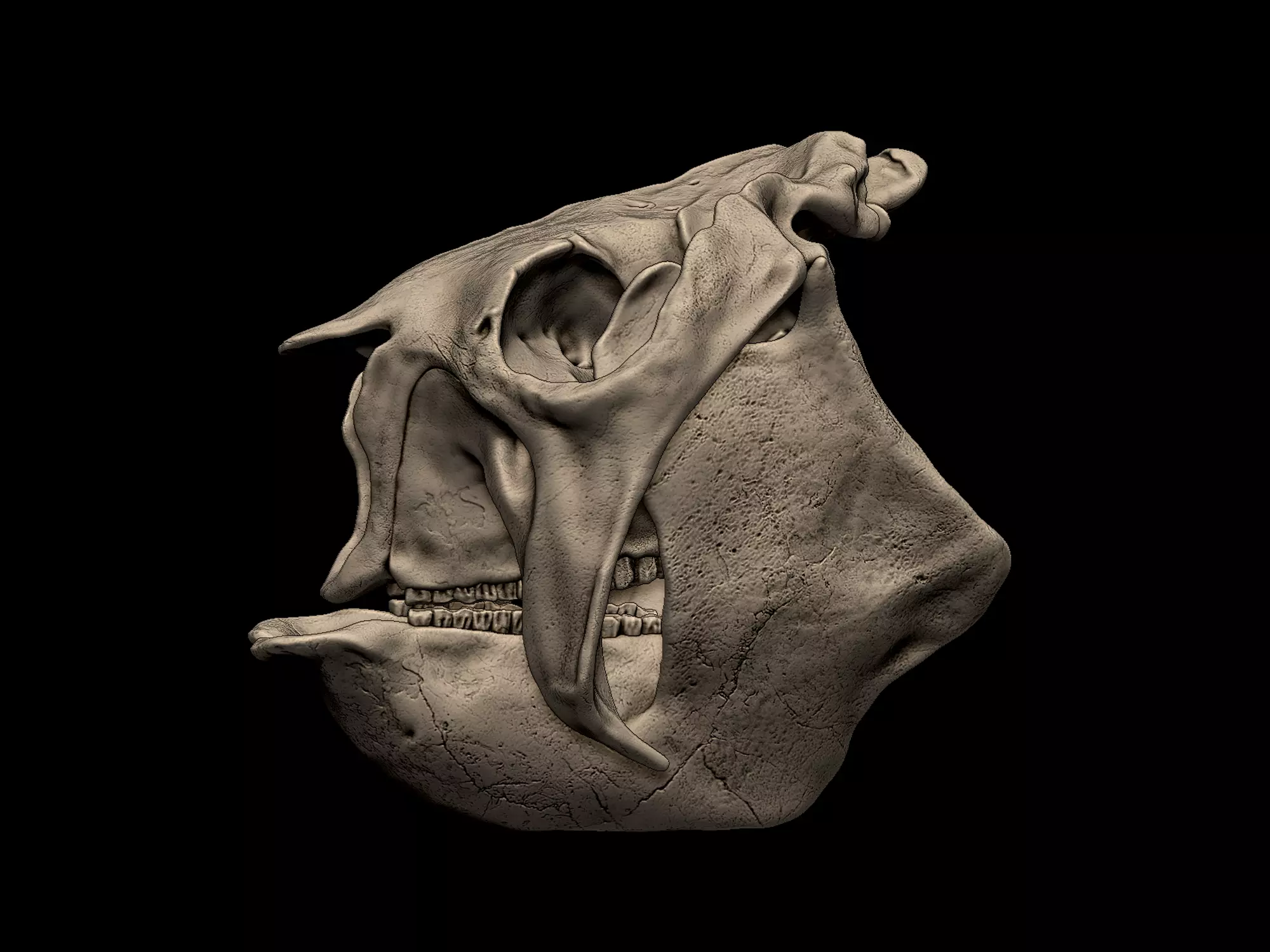 Glyptodon Skull 3D print model