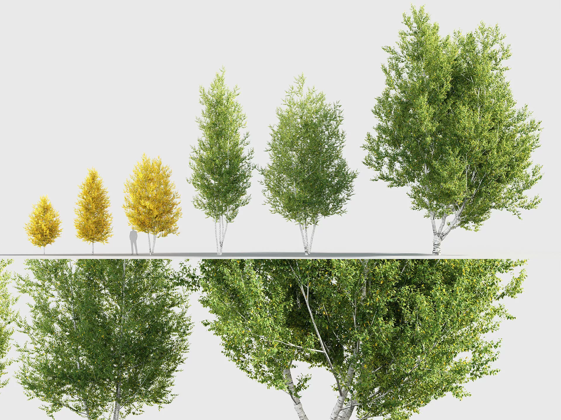 Betula papyrifera - Paper birch 3D model