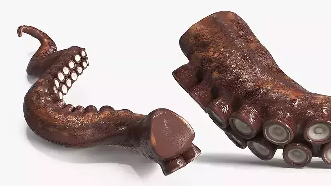Natural Octopus Tentacle Marine Brown 3D model 4