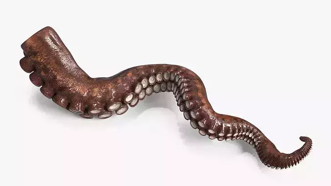 Natural Octopus Tentacle Marine Brown 3D model 2