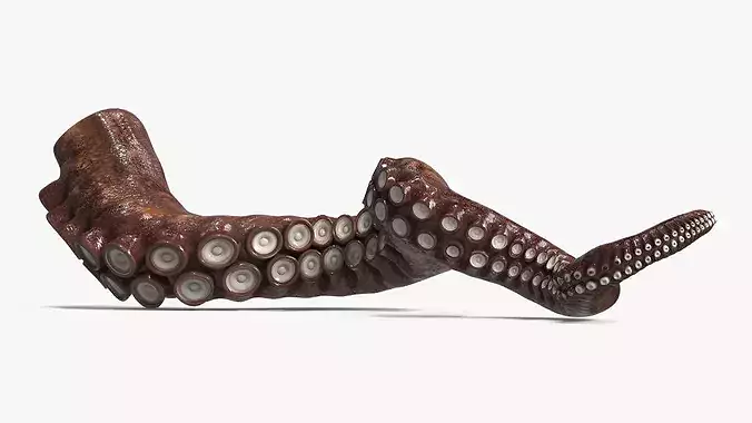 Natural Octopus Tentacle Marine Brown 3D model 5