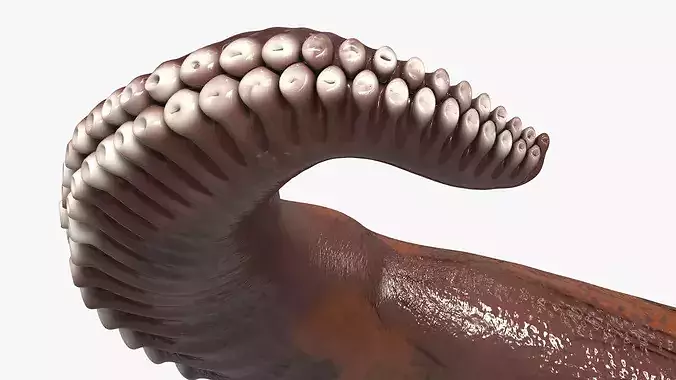 Natural Octopus Tentacle Marine Brown 3D model 6
