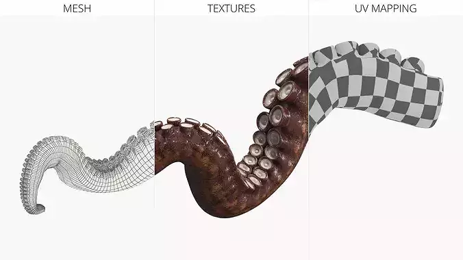 Natural Octopus Tentacle Marine Brown 3D model 7