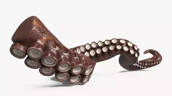 Natural Octopus Tentacle Marine Brown 3D model 3