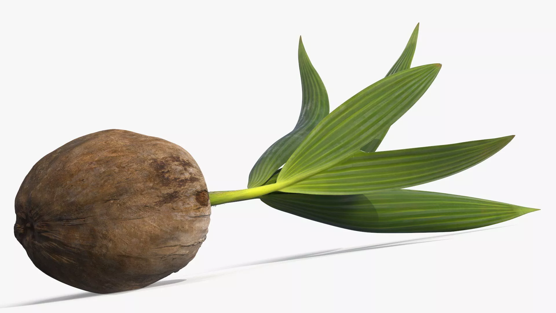 Sprouting Coconut Seed with Palm Shoot Plant Fur 3D model
