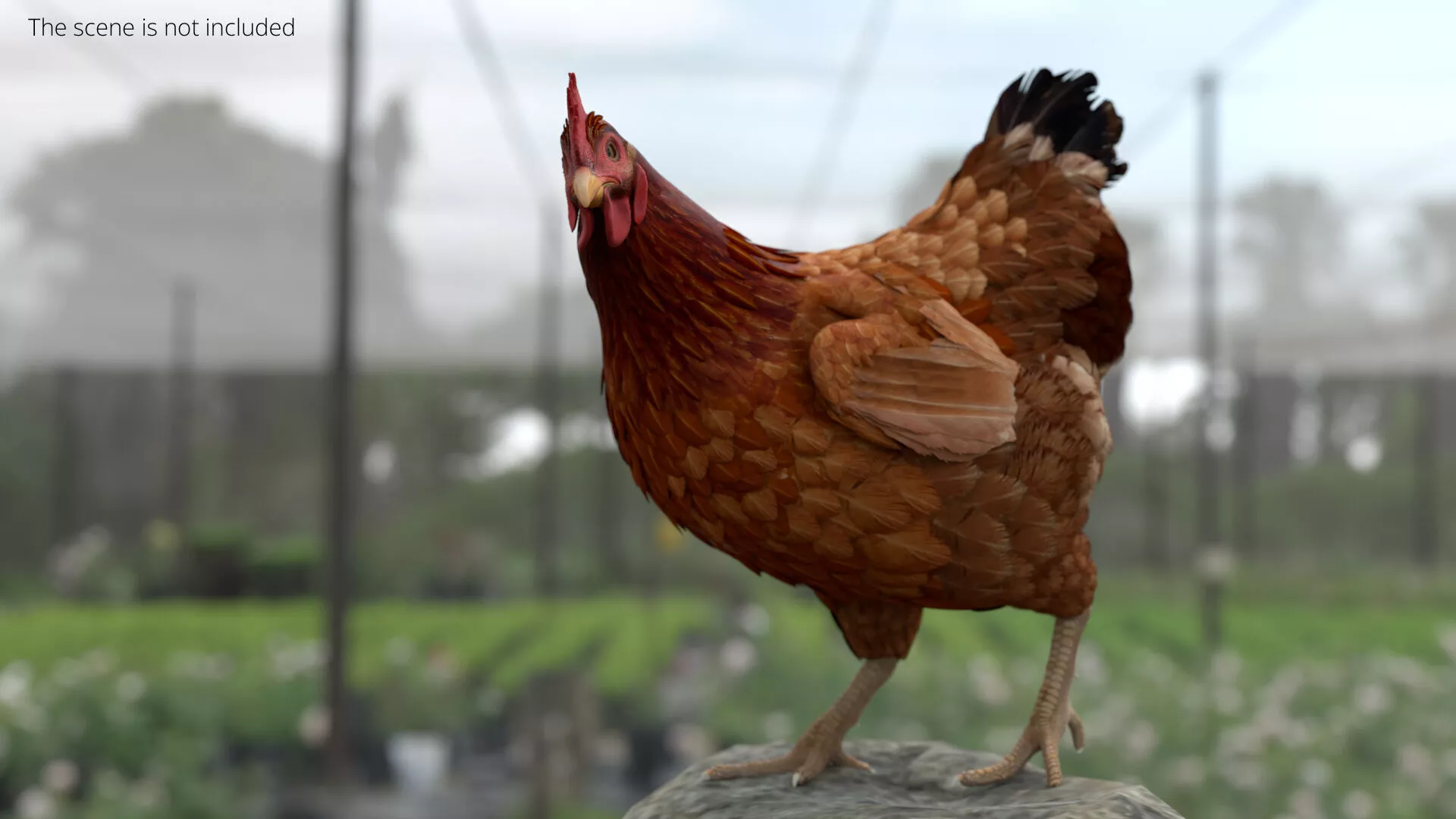 Chicken Look Around Animated Rigged For Blender 3D model