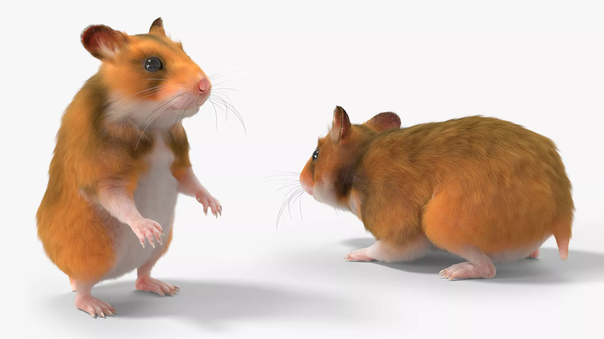 Golden Hamster Rodent Idle Animated Fur Rigged For Blender 3D model