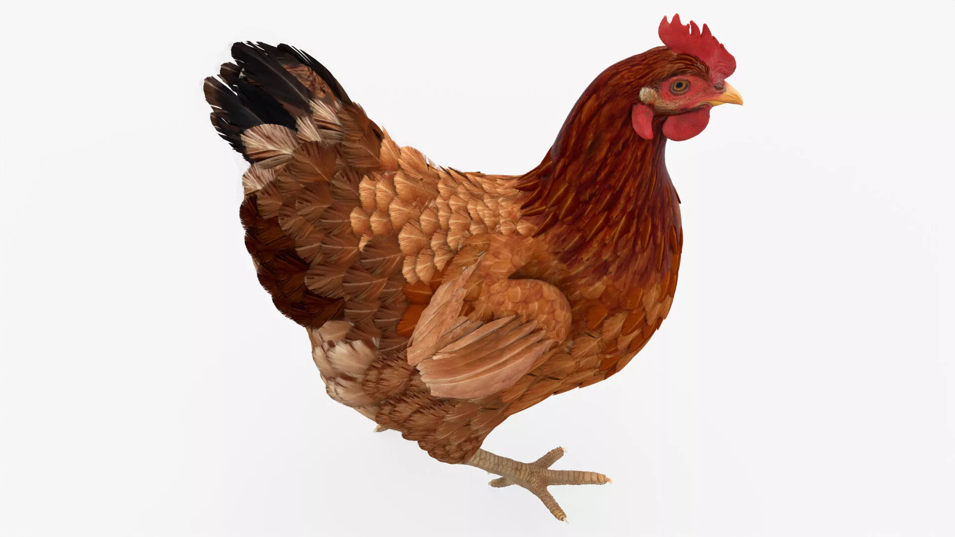 Chicken Walking Animated Rigged For Blender 3D model