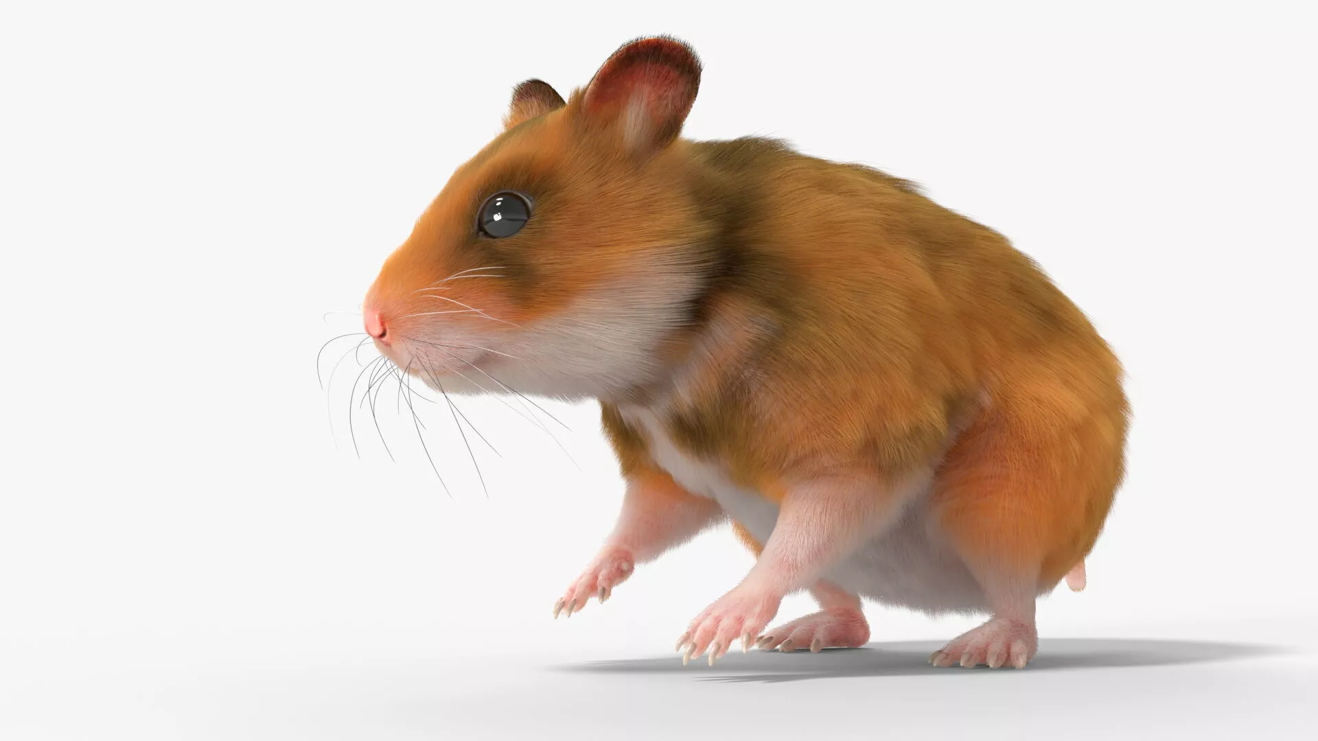 Golden Hamster Fur Rigged For Blender 3D model