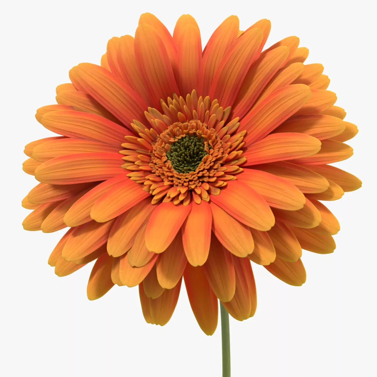 Gerbera Flower Plant Rigged For Blender 3D model