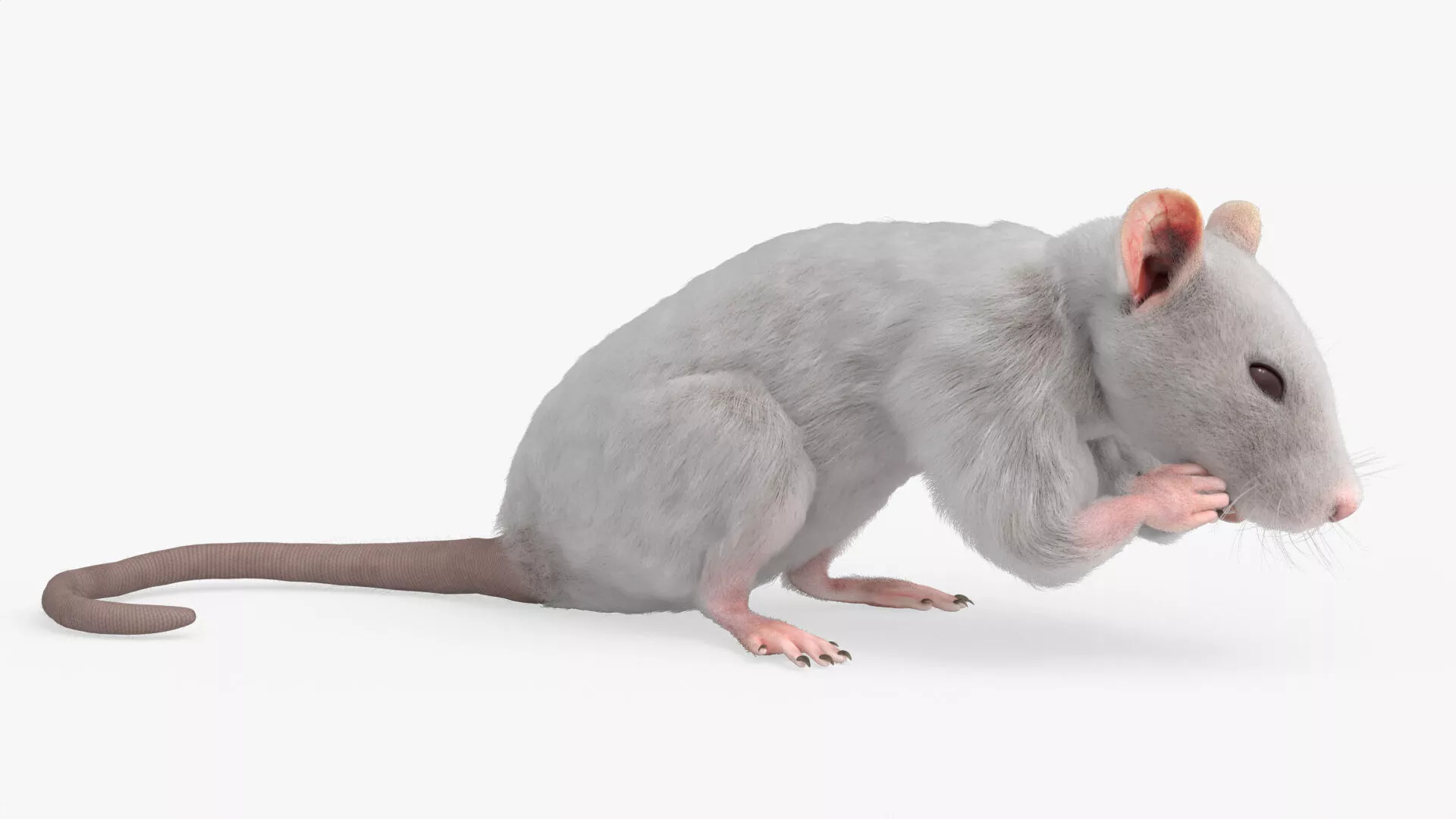 Small Rodent Rat Idle Animated Rigged For Blender 3D model