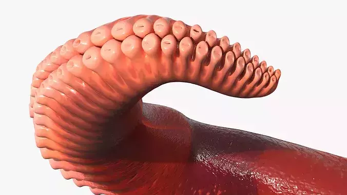 Octopus Arm Marine Animal Orange 3D model 6