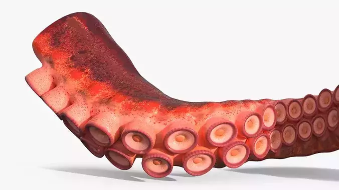 Octopus Arm Marine Animal Orange 3D model 5