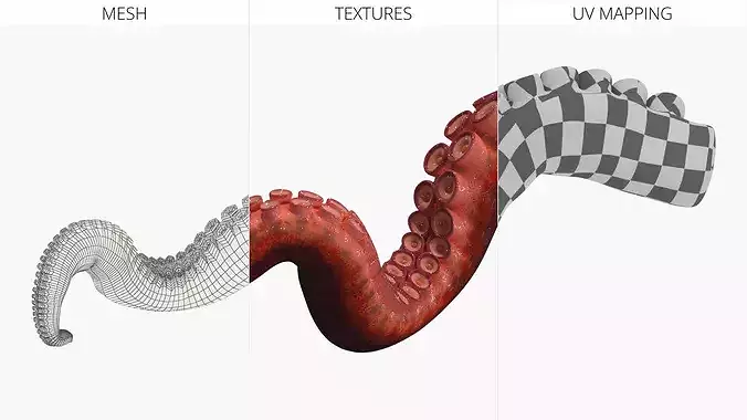 Octopus Arm Marine Animal Orange 3D model 7