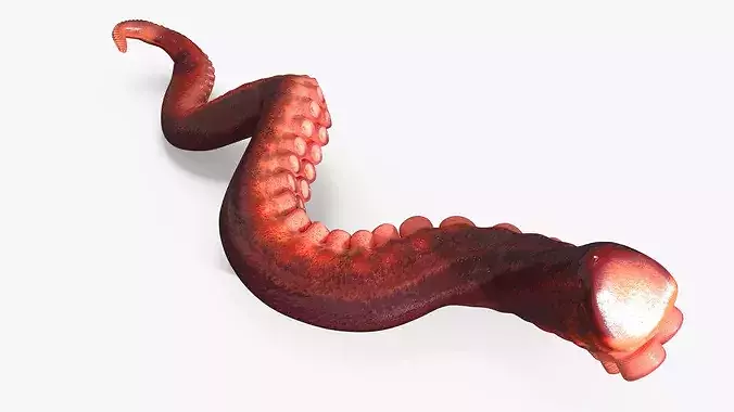 Octopus Arm Marine Animal Orange 3D model