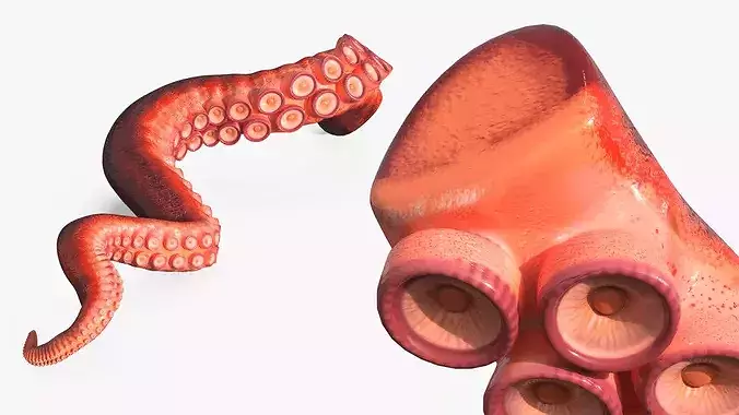 Octopus Arm Marine Animal Orange 3D model 4