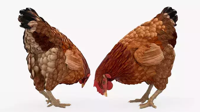 Chicken Rigged For Blender 3D model 5