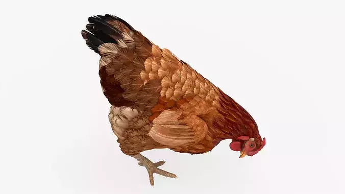 Chicken Rigged For Blender 3D model 7