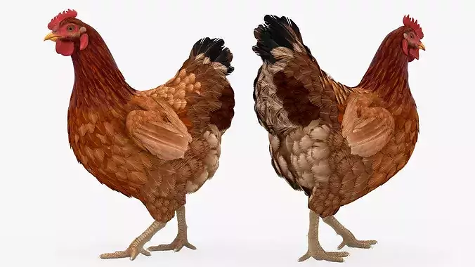 Chicken Rigged For Blender 3D model 6
